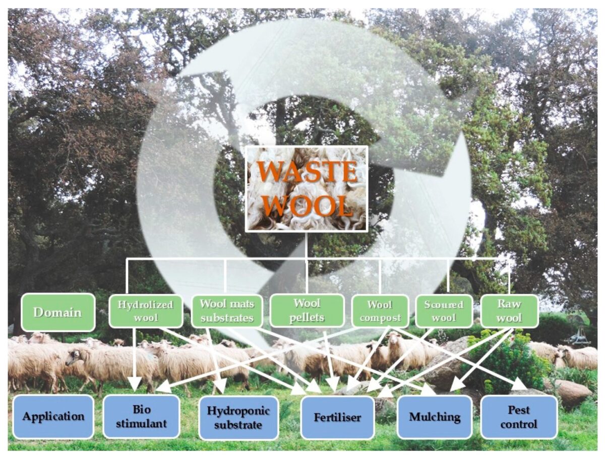 Circularity Of Wool Sheep. Schematic Summary Of Wool Sheep Domains And Related Applications
