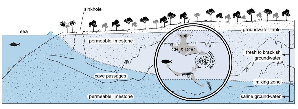 Cross Section Showing The Layers Of Water And Microbial Life In An Underwater Cave.