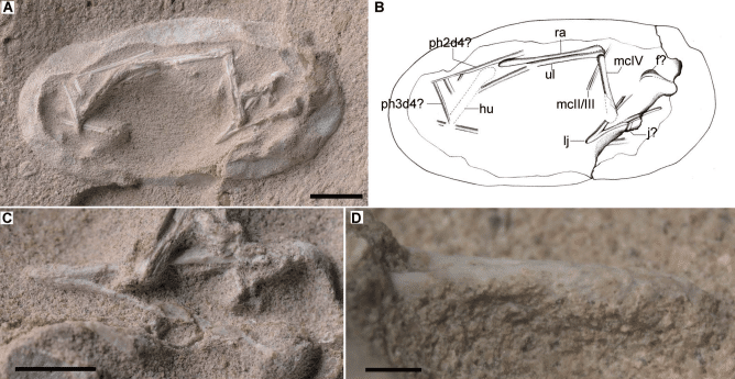 Embryo Preserved Part Of A Wing And A Complete Lower Jaw, Shown In Ventral And Close Up Views