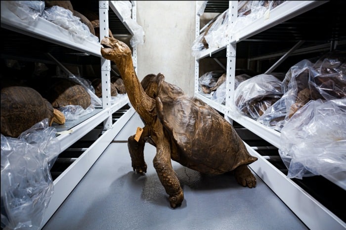 Fantastic Giant Tortoise' Collected In 1906