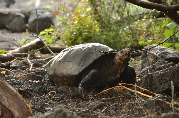 Fernanda, The Only Known Living Fernandina Giant Tortoise (chelonoidis Phantasticus