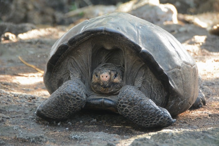 Fernanda, The Only Known Living Fernandina Giant Tortoise