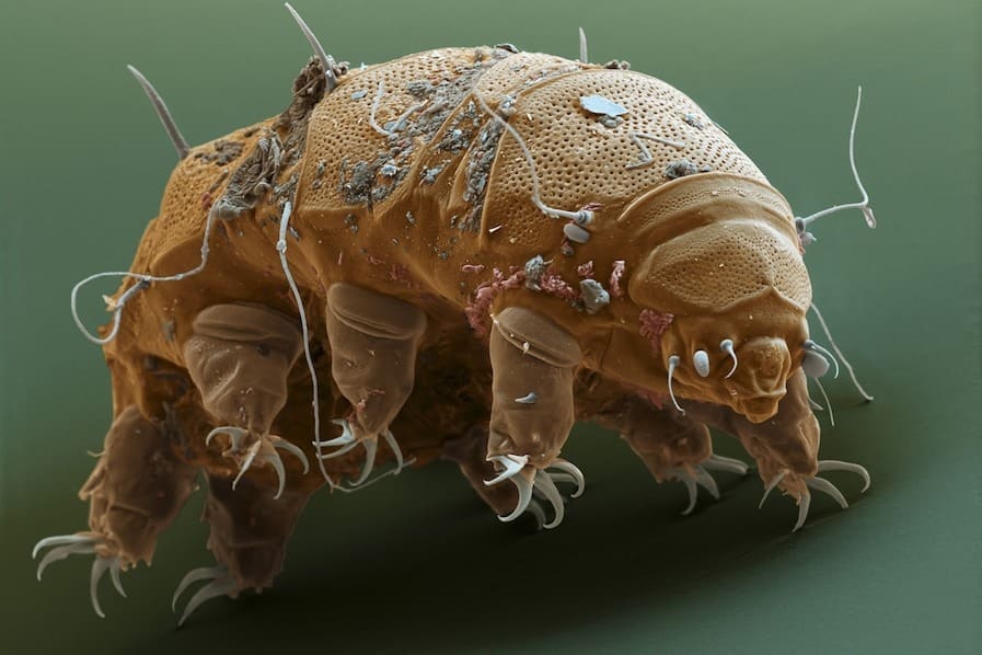 Around 1,300 Species Of Tardigrades Are Found Worldwide