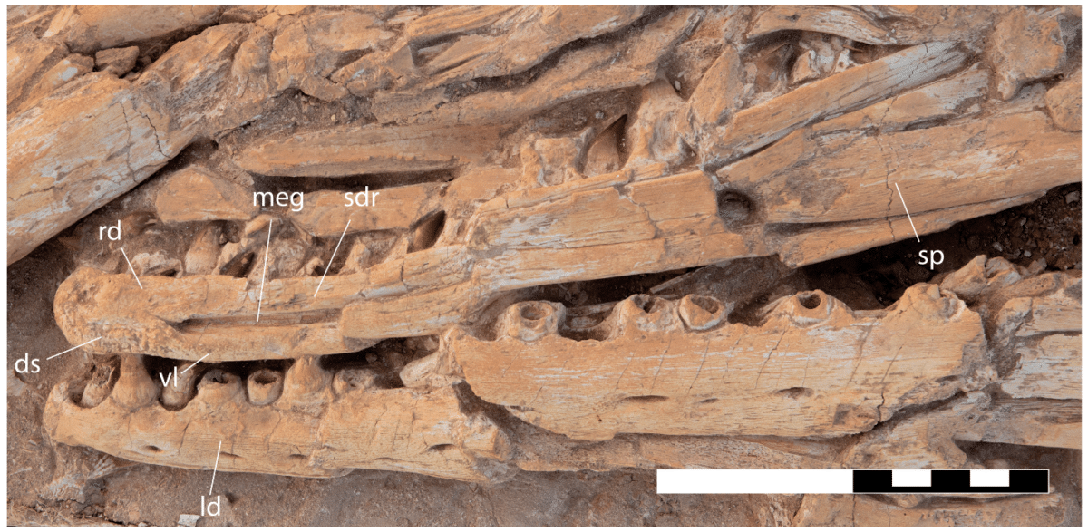 A Close Up Of The Fossilized Remains Of Pluridens Imelaki, Showing Various Bone Structures And Teeth.