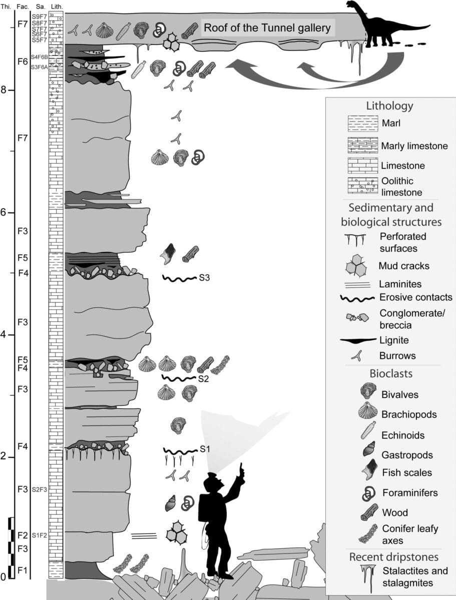 Geological Section Of The Castelbouc Cave Showing Inverted Layers And Ceiling Footprints.